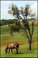 Grazing