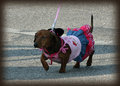 Puppy on Parade