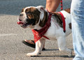 Bulldog Stroll