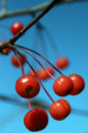 Berry simple