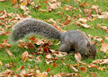 Foraging