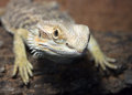 Iguana