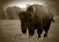 King of the Old West