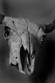 Skullpted