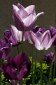 Springtime flowers