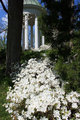 The Beauty of White