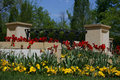 Tulips Abound