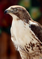Falcon