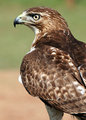 Bird of Prey