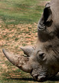 Rhino