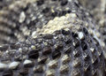 Slither