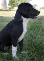Tipper