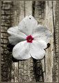 White Simplicity