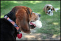 Dog Days of Summer