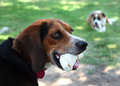 Dog Days of Summer II