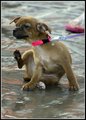 Gotta Itch