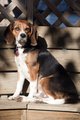 Regal Beagle
