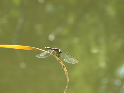 dragonfly.jpg
