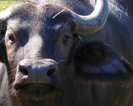 ox.jpg