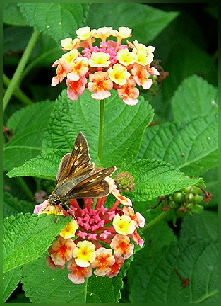 The Pollinator