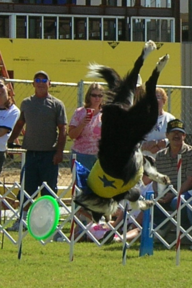 flip-n-fetch