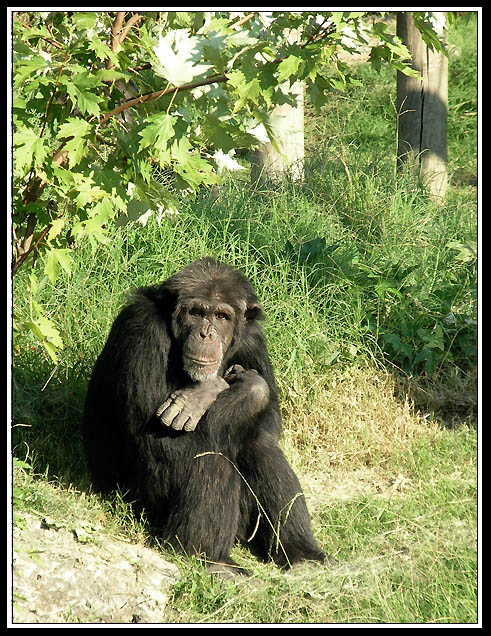 Primal contemplation