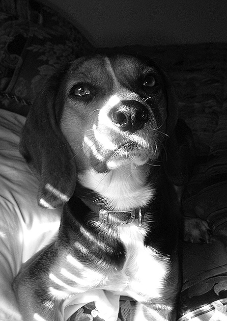 Beagle Pride