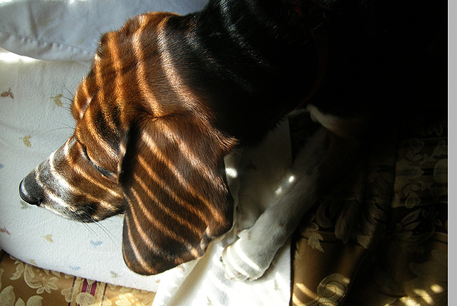 elusive striped beagle