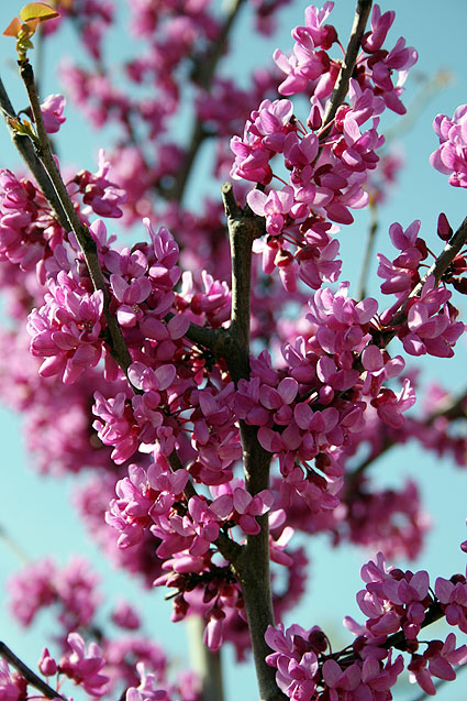 Spring blossoms