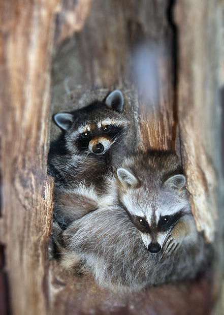 tree huggers