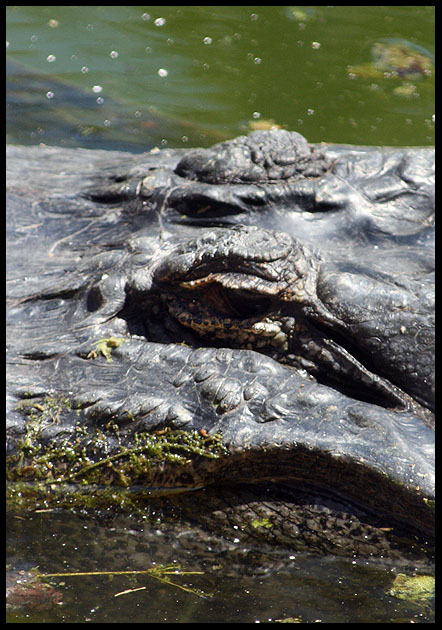 gator gaze
