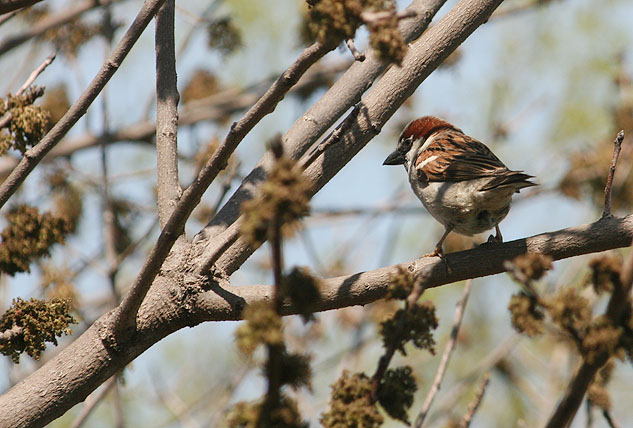 perched