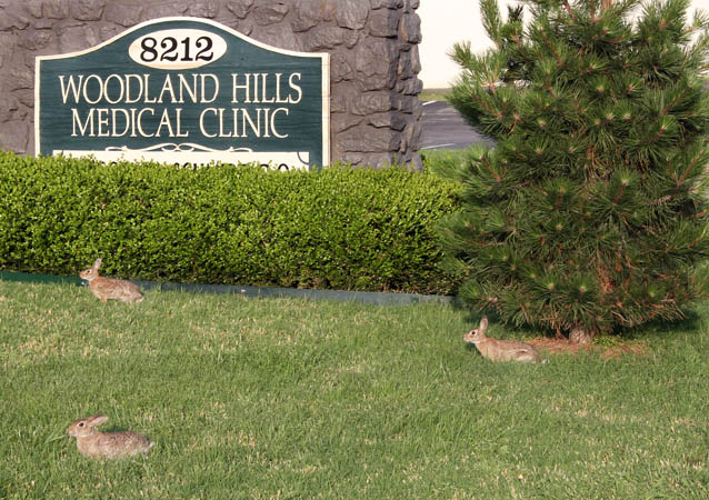 Bunny clinic
