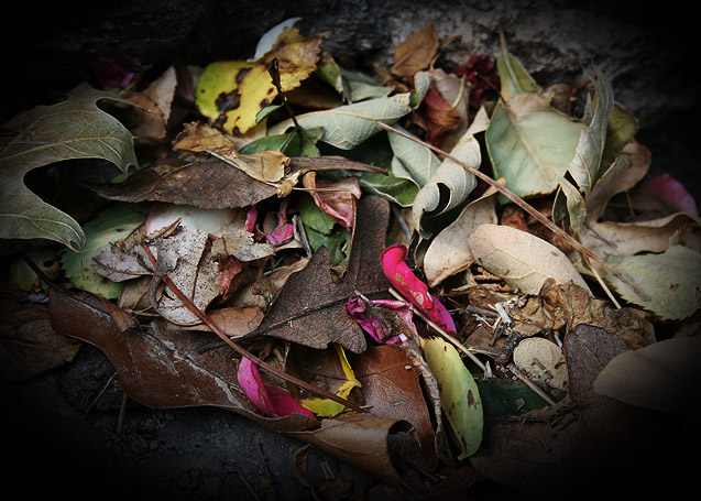 Wind Refuse