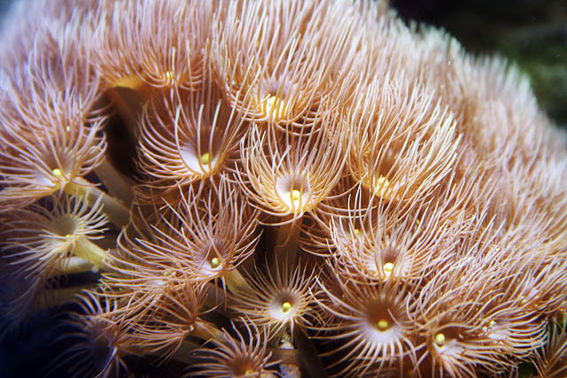 Under da Sea