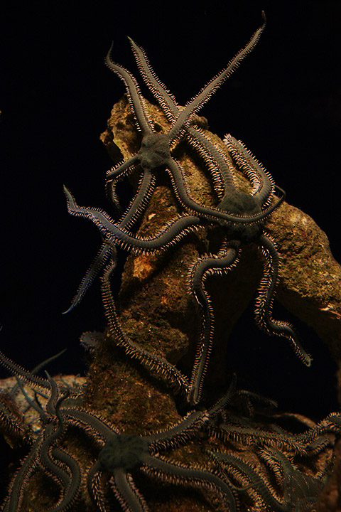 creatures of the deep
