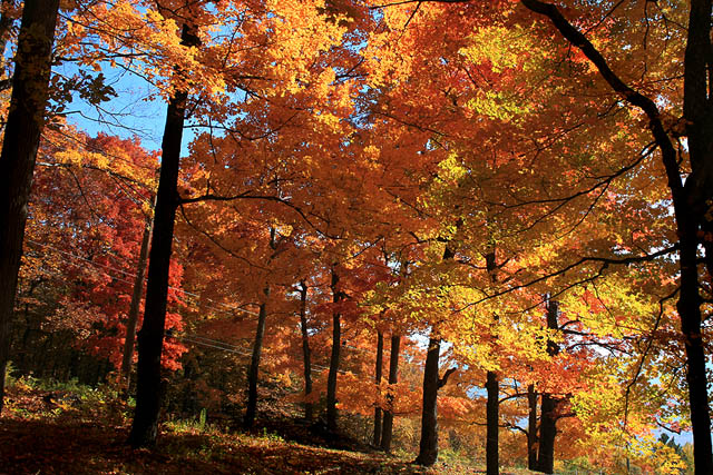 Falling for Vermont