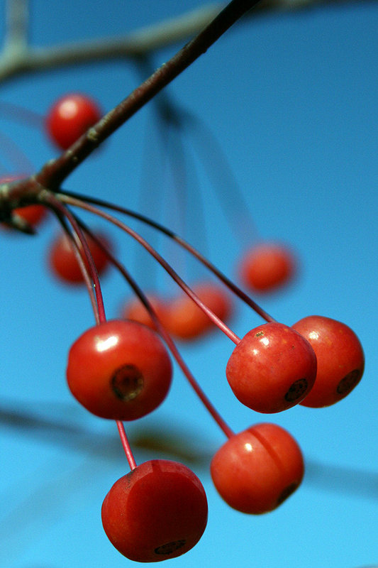 Berry simple