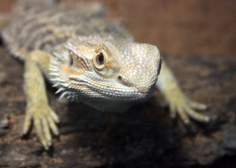 Iguana