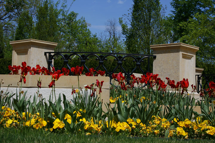 Tulips Abound