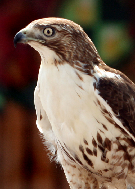Falcon