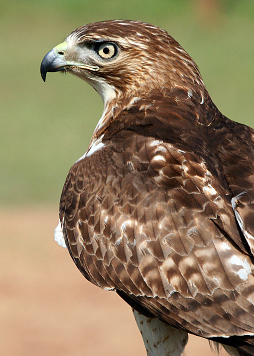 Bird of Prey