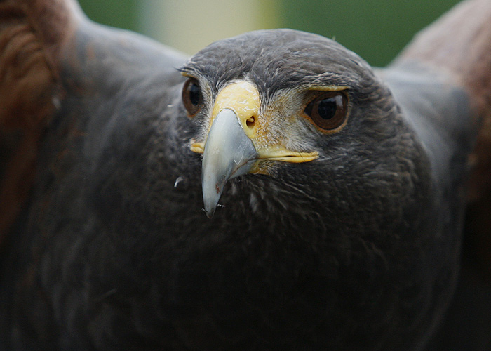 Ever Vigilant