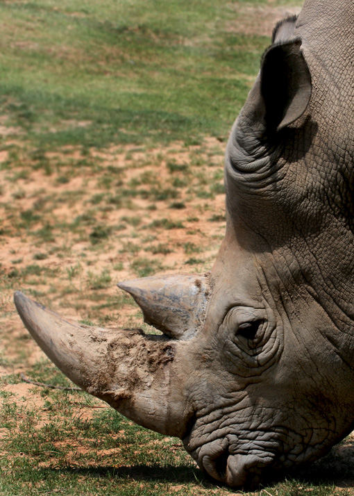 Rhino