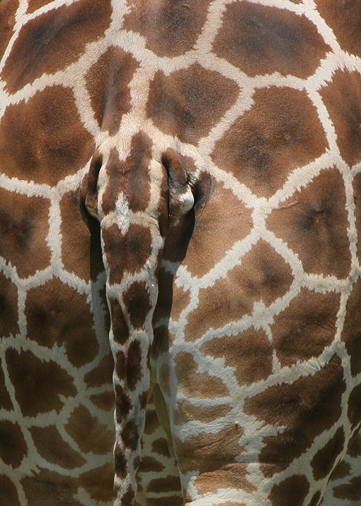 The Tail End