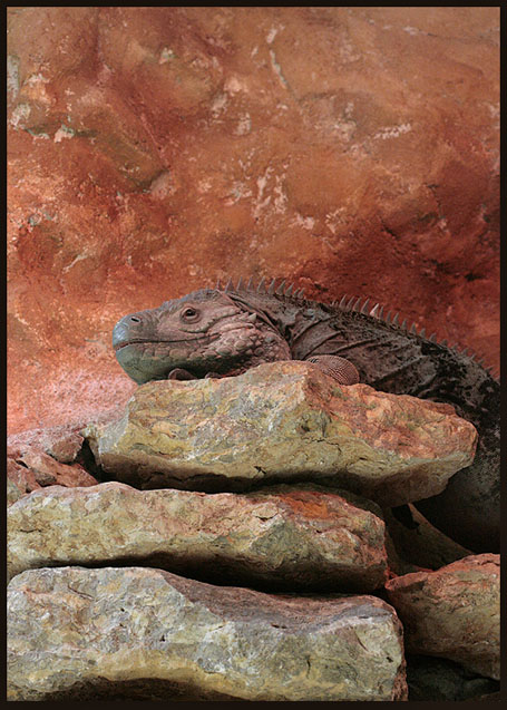 Amongst the rocks