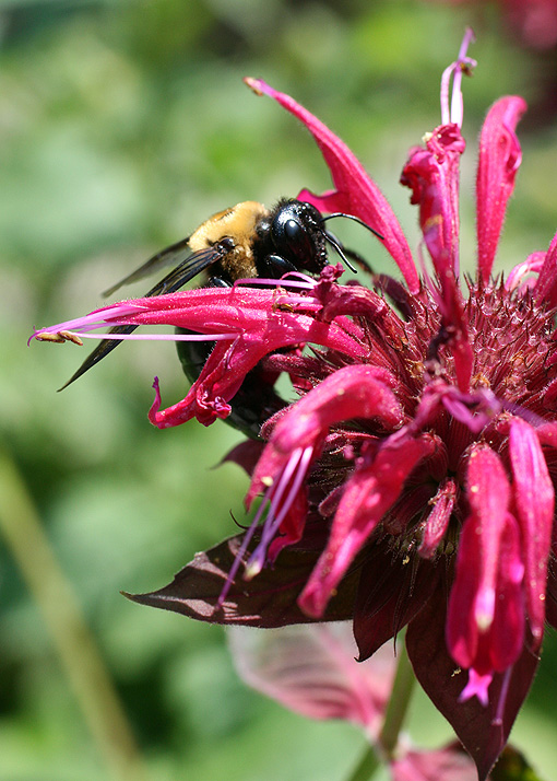 Busy bee of summer