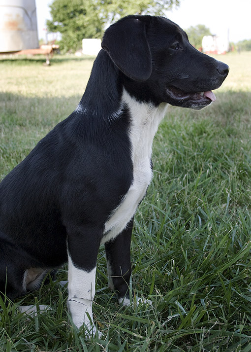 Tipper