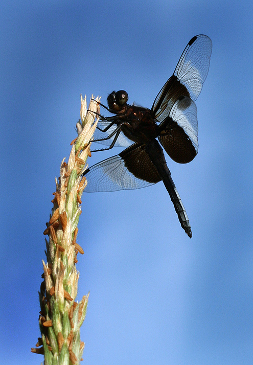 Perched