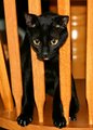 9 Lives